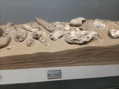 -青岛市博物馆