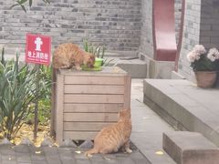-青羊宫