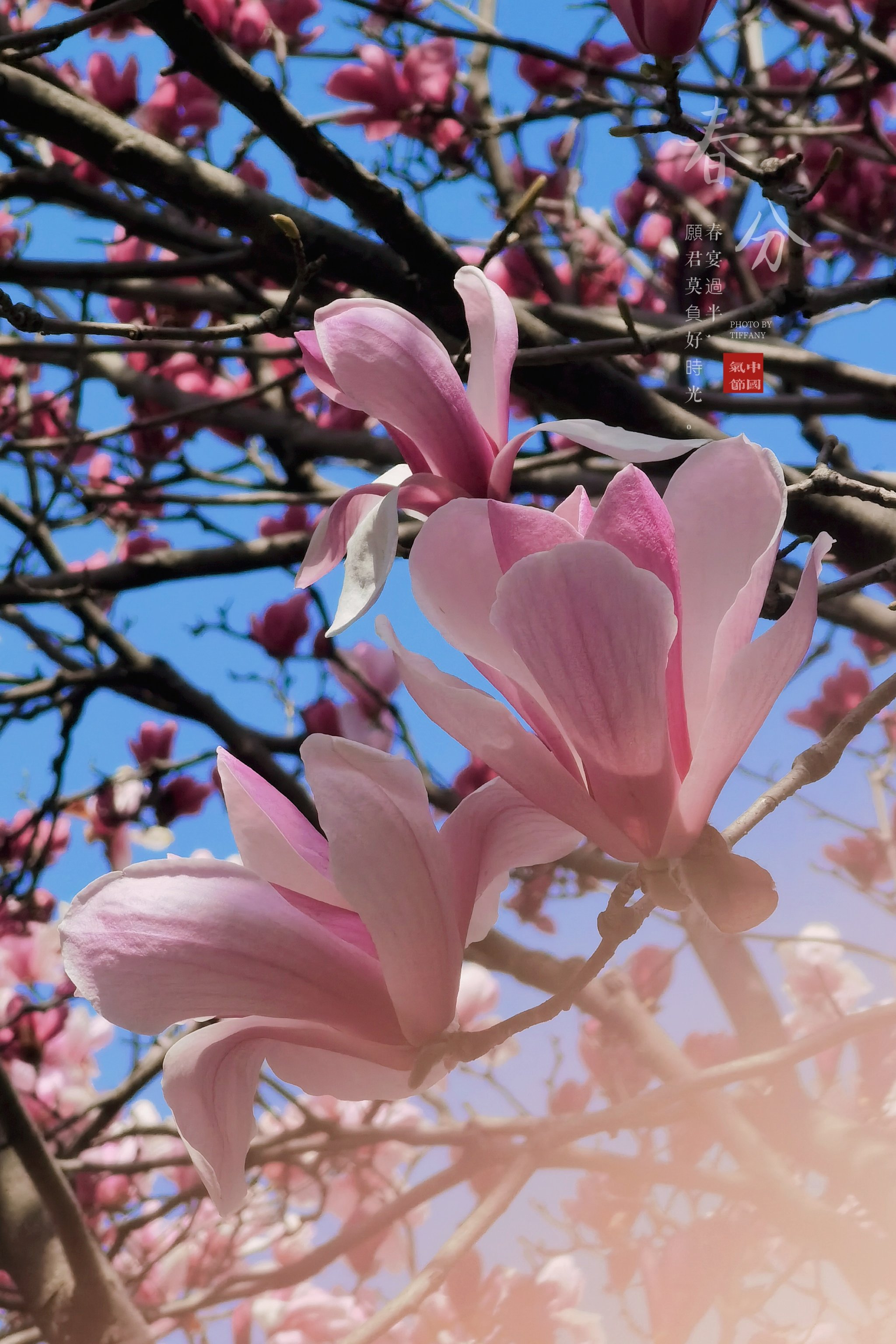 广东春分花图片