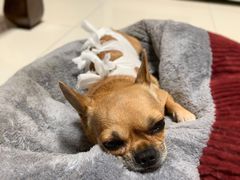 -北京博爱动物医院有限公司