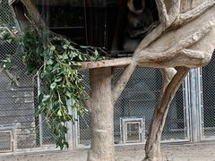-上海野生动物园