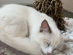 -猫友咖啡店(玉林西路店)