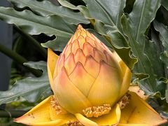 -柠檬花院烤肉·会议团建·聚会·求婚(三圣乡店)