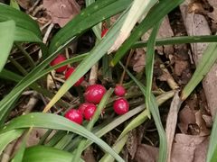 -杭州半山国家森林公园