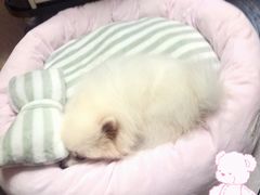 -翊宠yipet猫狗购宠庄园犬舍•猫舍