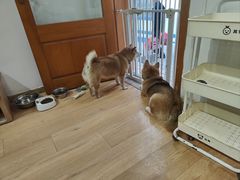 -是阿柴呀！柴犬咖啡·爱喵喵猫咖