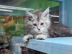 -FAELING PETS美天灵宠物(合生汇店)