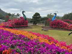 -东南花都花博园