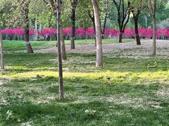 -仁和公园(顺义区)