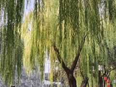 -猫的天空之城概念书店(苏州平江店)