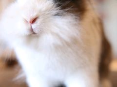 -藦茜花园宠物主题亲子互动体验馆(国顺东路店)