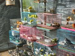 -中环花鸟鱼虫市场