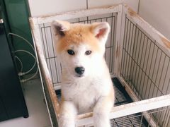 -欧奕国际动物医院