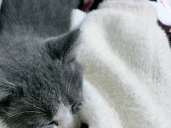-欣宠猫屋·矮脚拿破仑·蓝金金渐层