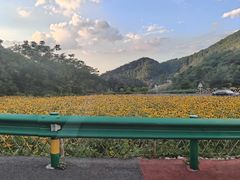 -武陵山森林公园