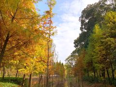 -昆山城市生态森林公园