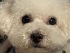 -1013 PET SHOP精品宠物商店(丁香店)