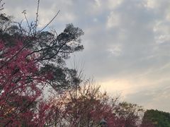 -金鸡山公园