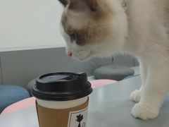 -糯米喵星人·撸猫猫舍咖啡馆(西市场嘉华店)