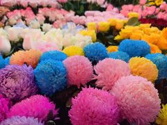 -越秀西湖花市(广州城市广场花卉店)
