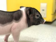 三只小猪-我爱猫咪·猫咖·狗咖·安哥拉兔·羊驼咖(小寨华旗店)