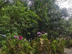 -莫里热带雨林景区