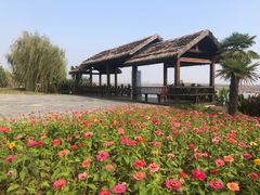 -池杉湖湿地公园