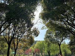 -苏州上方山国家森林公园
