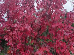 -昆山城市生态森林公园