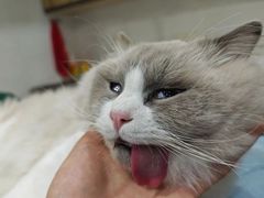 -瑞派名望24h动物医院异宠专科·猫专科·骨科·重症监护分院