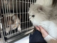 -可蒙动物医院·猫科·骨科中心(首义路店)