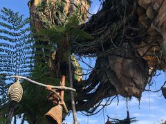 -奥兰多迪士尼动物王国乐园