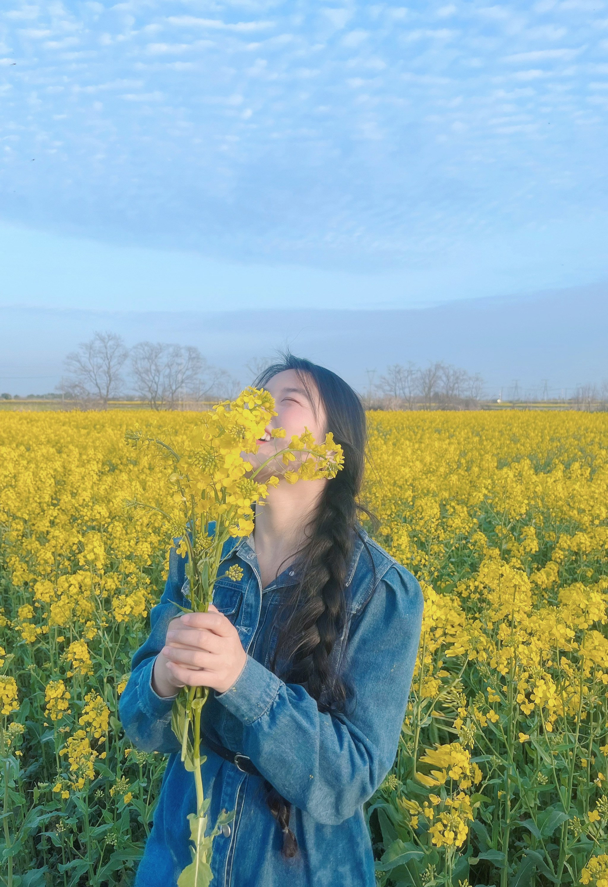 油菜花梗图片