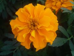 -枫林花海