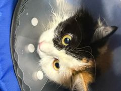 -达爱动物医院·犬猫分区·CT·复杂眼科(远洋山水分院)