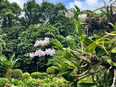 -深圳仙湖植物园