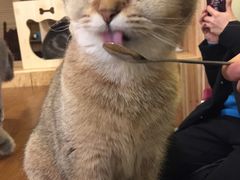-猫色咖啡·猫咖