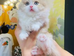 -欣宠猫屋·矮脚拿破仑·蓝金金渐层