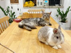 -楼上猫咖(罗湖店)