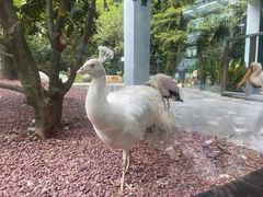 -熊猫自助餐厅.萌趣城堡(长隆熊猫酒店)