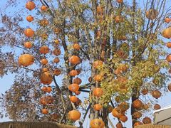 -白鹭湾湿地公园