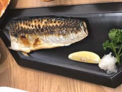 -一本钓鲔鱼屋
