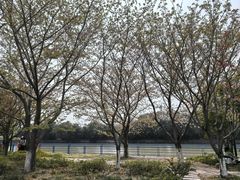 -高东镇樱花园