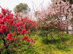 -南汇桃花村