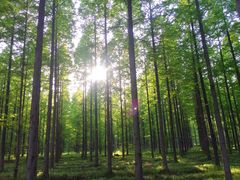 -黄海国家森林公园