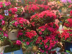 -双季花艺园艺市场(浦东店)