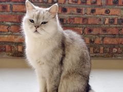-豆逗聊愈猫阁Easy Life