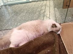 -大型宠物商超·宠海王国·宠物猫狗活体·用品·美容(新世界百货重庆店)