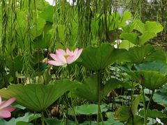 -莲花池公园
