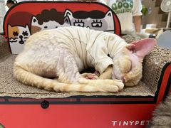 -COLOR PETS 撸猫馆·购猫·猫咖(长风大悦城店)